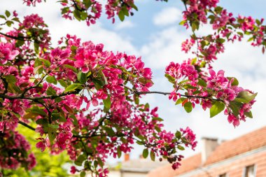 Çiçekli elma ağacı Malus 'un Kraliyet Güzeli'