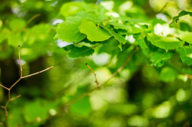 Taze yaprak yeşil arka planlar. Sığ derinlik-in tarla.