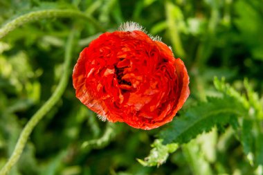 Kırmızı haşhaş çiçekleri alan.