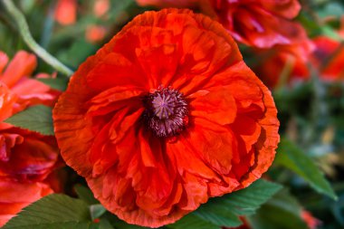 Kırmızı haşhaş çiçekleri alan.