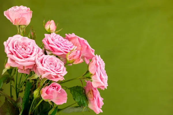 Розовые цветы на фоне geen. Розы на геометрическом фоне — стоковое фото