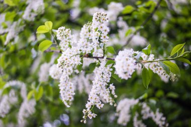 Şu yeni gelişen ağaç brunch bokeh yeşil zemin üzerine beyaz çiçekli.