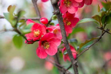 Çiçekli elma ağacı Malus 'un Kraliyet Güzeli'