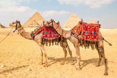 Giza, Mısır 'daki piramitlerin önündeki deve..