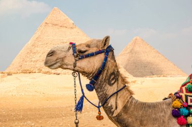 Giza, Mısır 'daki piramitlerin önündeki deve..