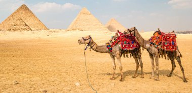 Giza, Mısır 'daki piramitlerin önündeki deve..