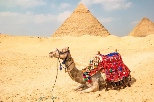 Καμήλα Μπροστά Από Τις Πυραμίδες Στη Γκίζα Της Αιγύπτου — Φωτογραφία Αρχείου