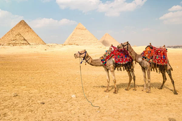 Chameau Devant Les Pyramides Gizeh Egypte — Photo