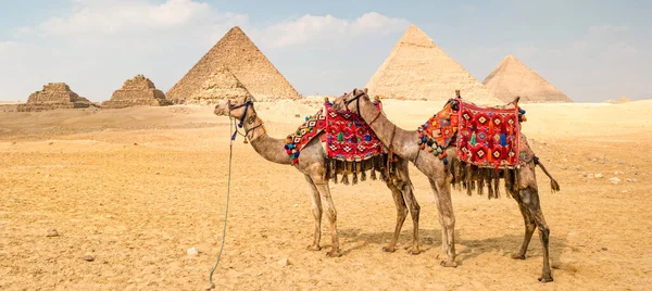 Camello Frente Las Pirámides Giza Egipto —  Fotos de Stock