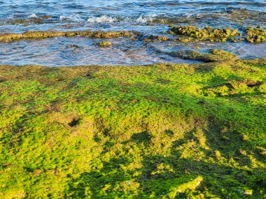 Sharm El Sheikh, Mısır 'da Kızıldeniz' in yeşil kıyıları.
