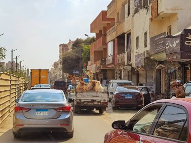 Giza, Mısır - Şubat 2021: Mısır 'da Giza sokaklarında günlük yaşam.