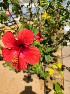 Sharm El Sheikh, Mısır 'daki kırmızı amber çiçeklerini kapatın..