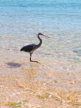 Heron, Sharm El Sheikh, Mısır 'da Kızıldeniz sahilinde..