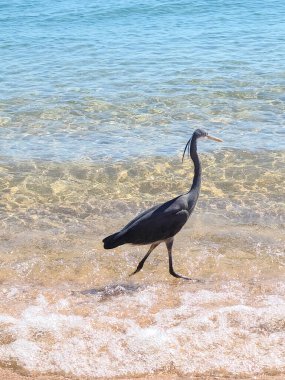 Heron, Sharm El Sheikh, Mısır 'da Kızıldeniz sahilinde..