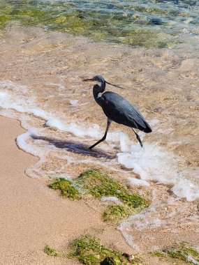 Heron, Sharm El Sheikh, Mısır 'da Kızıldeniz sahilinde..