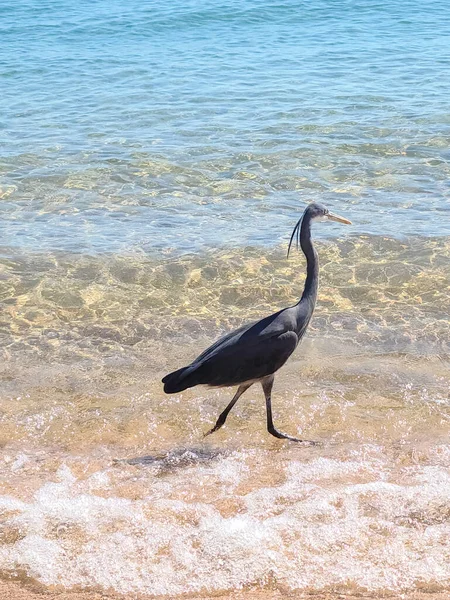 Heron, Sharm El Sheikh, Mısır 'da Kızıldeniz sahilinde..