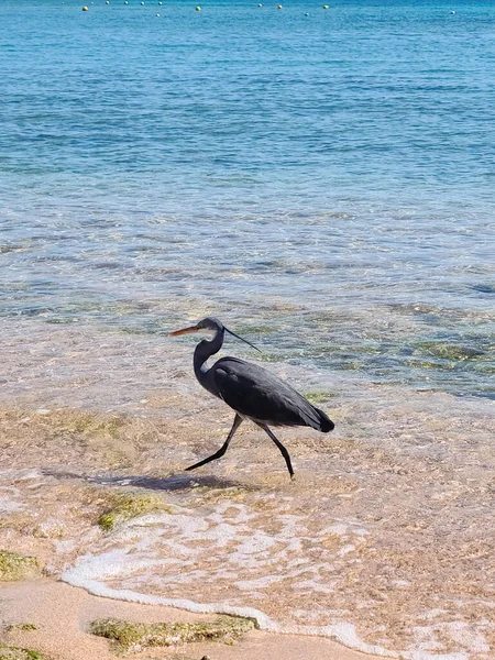 Heron, Sharm El Sheikh, Mısır 'da Kızıldeniz sahilinde..