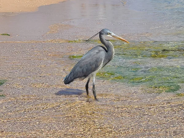 Heron Beach Red Sea Sharm Sheikh Egypt — стоковое фото