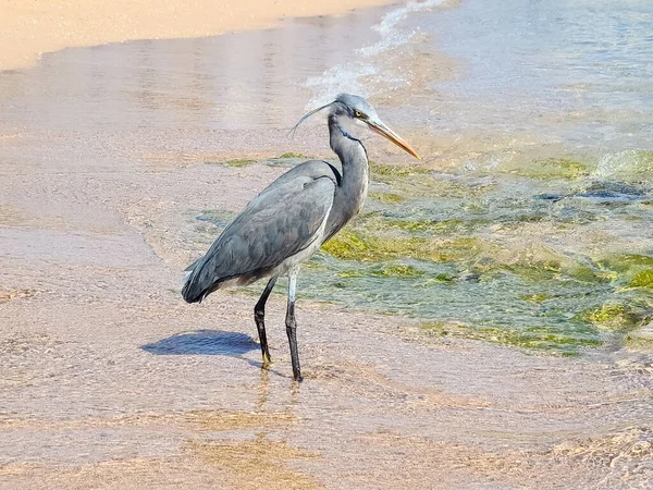 Heron Het Strand Van Rode Zee Sharm Sheikh Egypte — Stockfoto