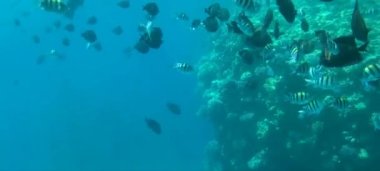 Sharm El Sheikh, Mısır 'daki Kızıl Deniz' in sualtı dünyası.