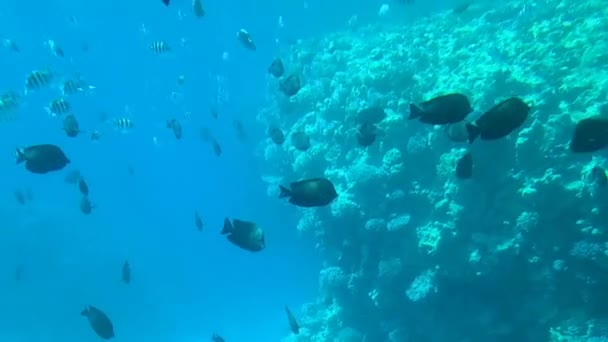 Υποβρύχια Κόσμο Της Ερυθράς Θάλασσας Στο Sharm Sheikh Αίγυπτος — Αρχείο Βίντεο