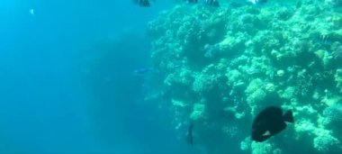 Sharm El Sheikh, Mısır 'daki Kızıl Deniz' in sualtı dünyası.