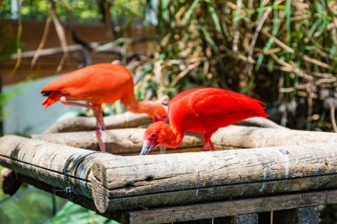 İspanya 'daki Valencia Okyanusundaki Kızıl Ibis..