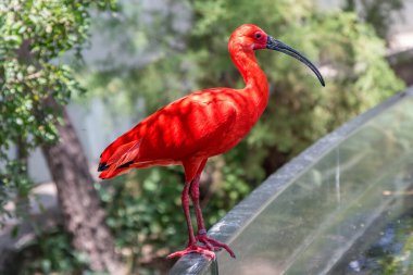 İspanya 'daki Valencia Okyanusundaki Kızıl Ibis..