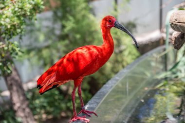 İspanya 'daki Valencia Okyanusundaki Kızıl Ibis..