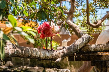 İspanya 'daki Valencia Okyanusundaki Kızıl Ibis..