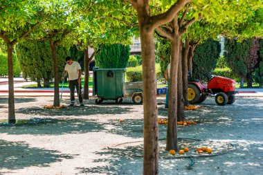 VALENCIA, İSPA - Haziran 2019: Erkekler Valencia parkında portakalları alıyorlar.
