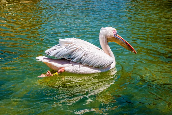 Pelikane Ozeanarium Von Valencia Spanien — Stockfoto