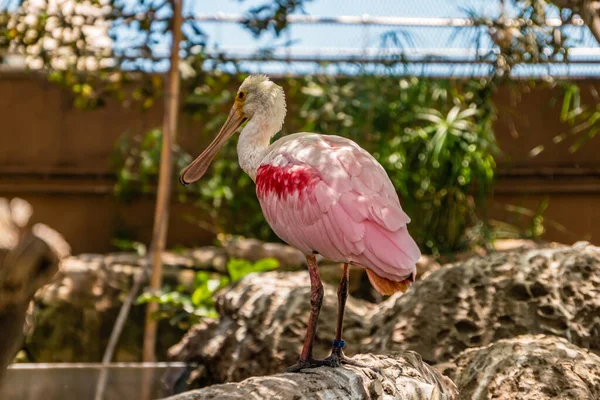 İspanya 'daki Valencia Okyanusunda Roseate Spoonbill Ibis.