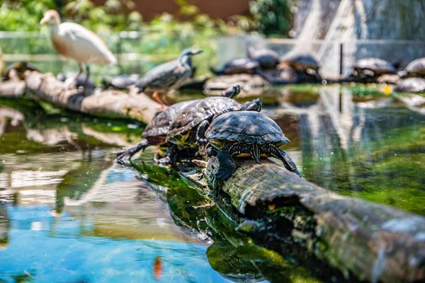 İspanya, Valencia 'daki okyanus evinde kaplumbağalar..