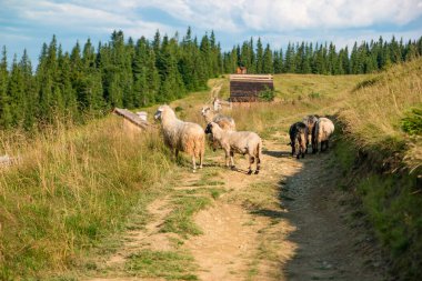 Karpatlar 'daki Yavirnyk çayırında koyunlar.
