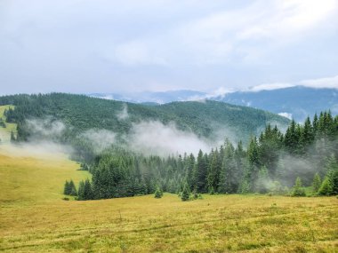 Karpatların Yavirnyk çayırında sisli bir sabah..