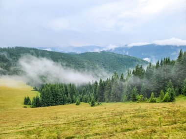 Karpatların Yavirnyk çayırında sisli bir sabah..