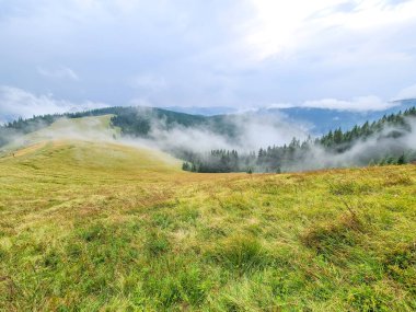 Karpatların Yavirnyk çayırında sisli bir sabah..