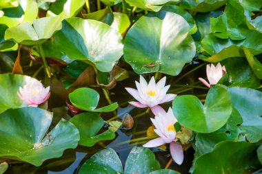 Bahçedeki gölde beyaz su zambağı.