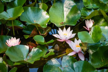 Bahçedeki gölde beyaz su zambağı.