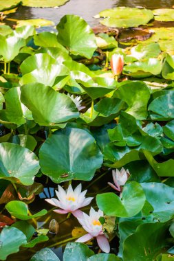 Bahçedeki gölde beyaz su zambağı.
