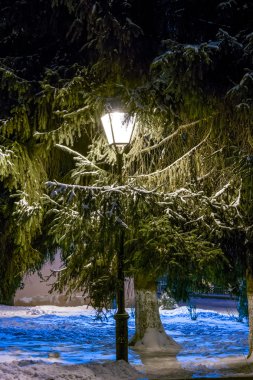 kar ve ağacı kışın geceleri ışık şehir