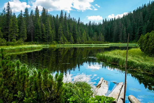 Mountain lake. Green lake with trees. Lake Maricheika. Wood lake