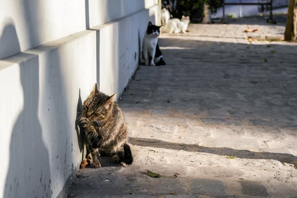 Flera katter i Istanbul — Stockfoto