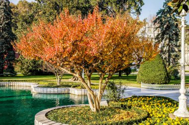 Sonbahar Ağaç Istanbul Park'ta. Istanbul Park Çeşme.