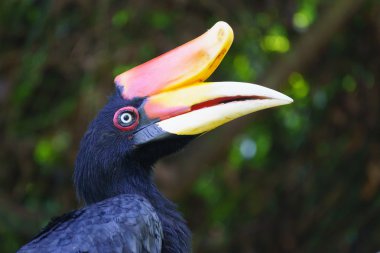 Kartallar kuş Borneo