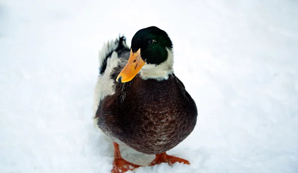 Ente läuft auf Schnee — Stockfoto