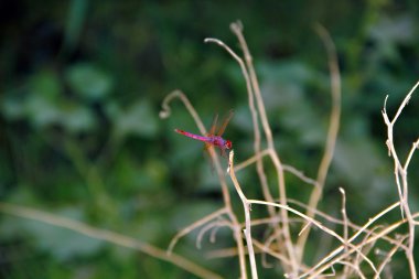 ağaç dalları ve yusufçuk