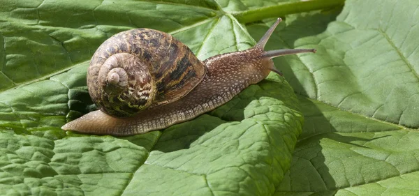 Un gran caracol marrón deslizándose sobre hoja verde en el jardín —  Fotos de Stock