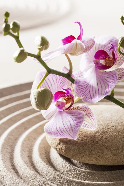 Orquídeas y guijarros en arena para concepto de feminidad o bienestar —  Fotos de Stock